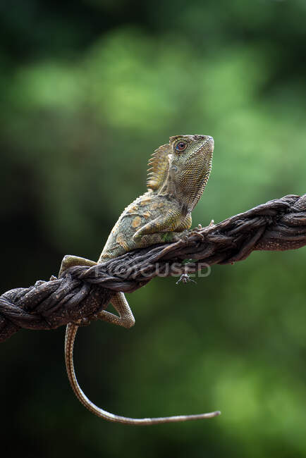 Forest dragon lizard on a branch, Indonesia — Stock Photo