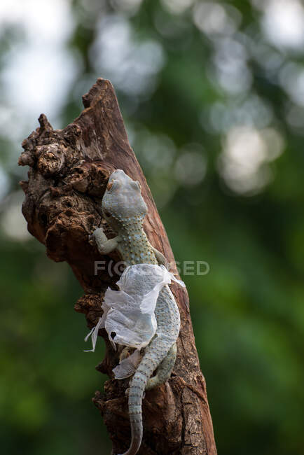 Tokay gecko en una rama derramando piel, Indonesia - foto de stock
