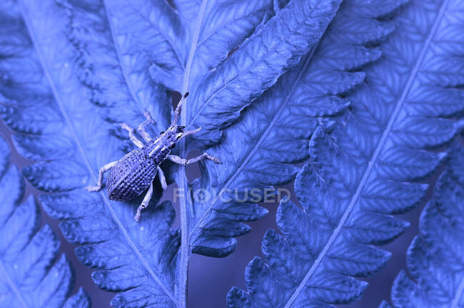 Nahaufnahme eines Rüsselkäfers auf einem Blatt, Indonesien — Stockfoto