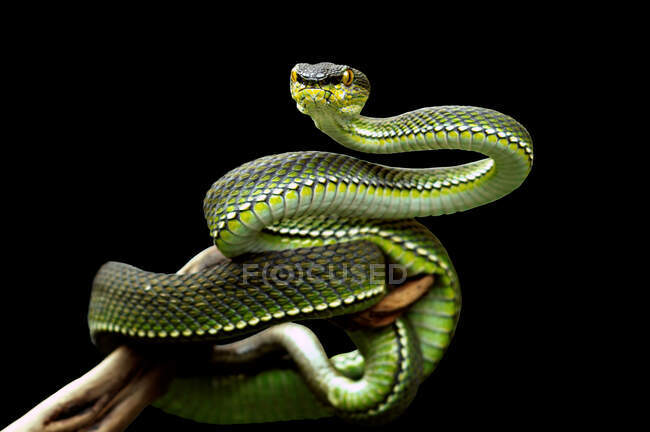 Retrato de una serpiente víbora verde en una rama, Sumatra, Indonesia - foto de stock