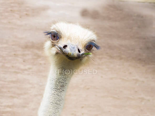 Retrato de cerca de un avestruz, Italia - foto de stock