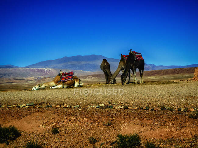 Tres camellos en el desierto del Sahara, Marruecos - foto de stock