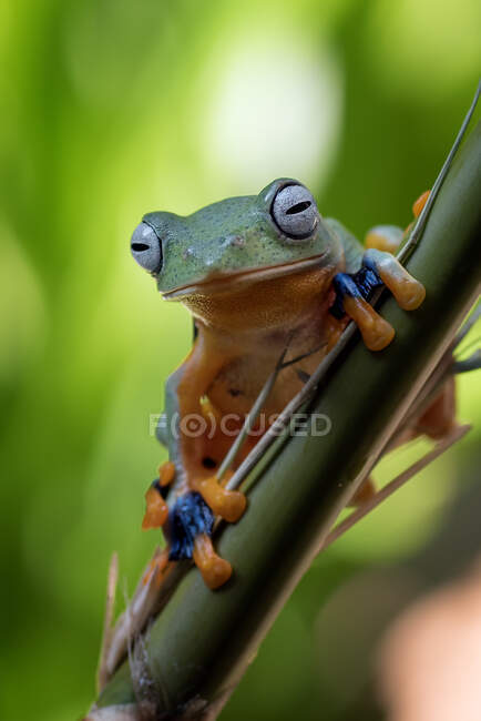 Green flying tree frog sitting on bamboo, Indonesia — Stock Photo