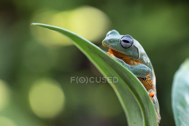 Green flying tree frog sitting on a leaf, Indonesia — Stock Photo