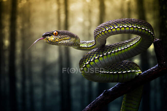 Serpiente víbora enrollada en una rama en la selva, Sumatra, Indonesia - foto de stock