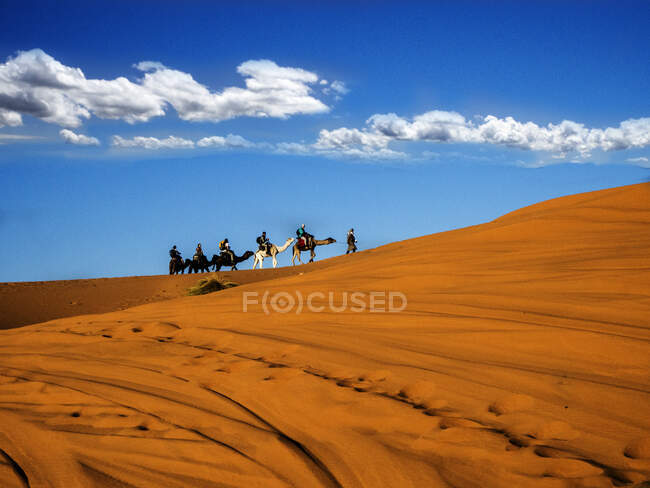 Поезд на верблюдах через пустыню Сахара, Марокко — стоковое фото