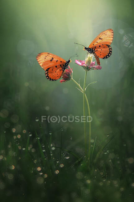 Deux papillons sur les boutons floraux, Indonésie — Photo de stock