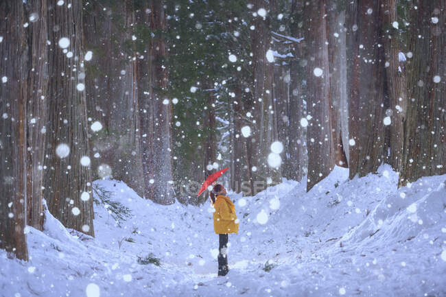 Mujer en un bosque de pie bajo un paraguas en la nieve, Yamanashi, Japón - foto de stock