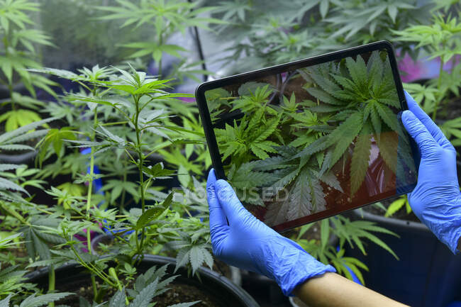 Persona fotografiando plantas de cannabis en una tableta digital en un invernadero, Tailandia - foto de stock