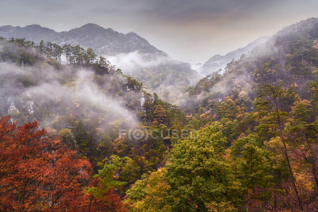 Mountain and autumn forest landscape in the mist, Yamanashi, Japan — Stock Photo