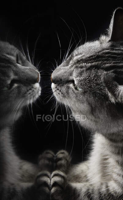 Портрет тэбби-кота, смотрящего на его отражение — стоковое фото