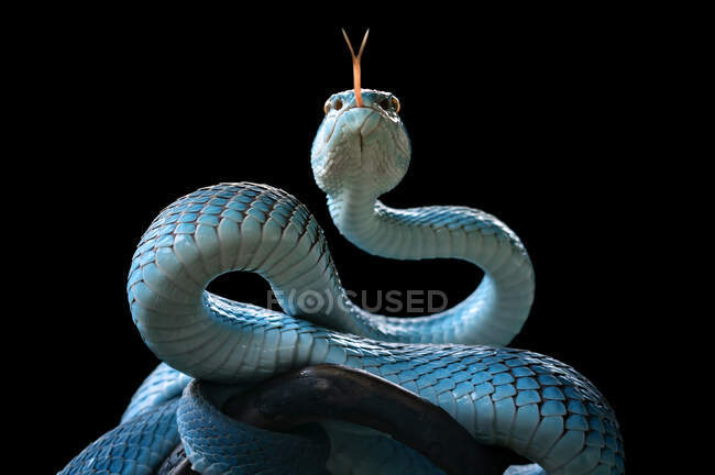 Cobra víbora azul no galho, cobra víbora pronta para atacar, insularis azul