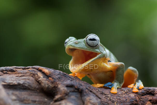 Flying tree frog with an open mouth sitting on a branch, Indonesia — Stock Photo