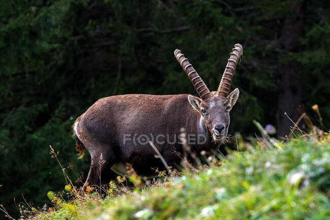 Portrait of an Ibex grazing in a meadow, Lauterbrunnen Valley, Bern, Switzerland — Stock Photo
