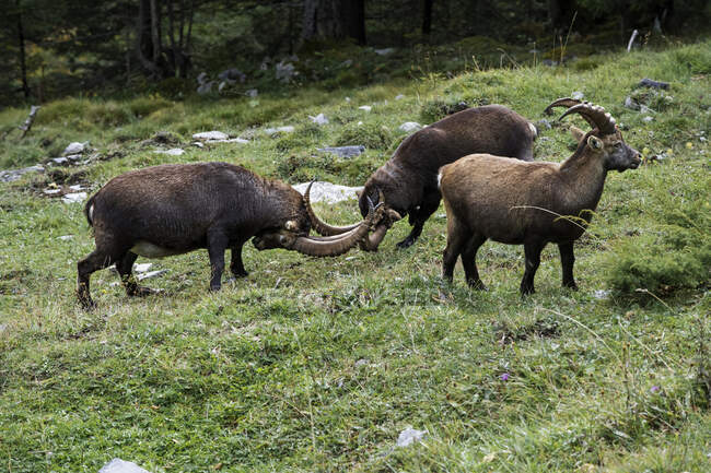 Dos Ibex luchando, Lauterbrunnen Valley, Berna, Suiza - foto de stock