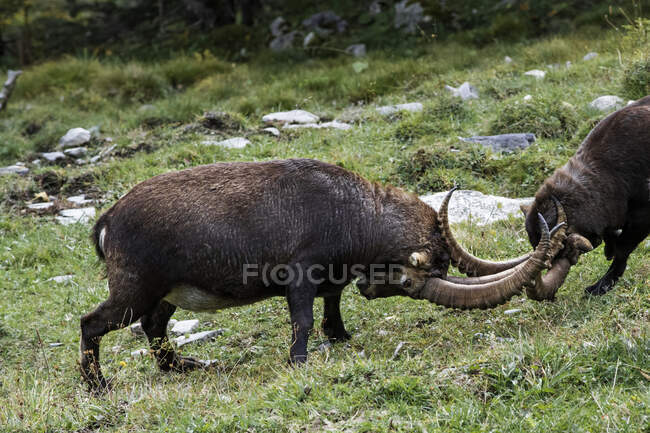 Dois combates Ibex, Lauterbrunnen Valley, Berna, Suíça — Fotografia de Stock