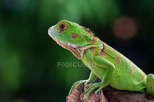 Retrato de uma iguana verde em um ramo, Indonésia — Fotografia de Stock