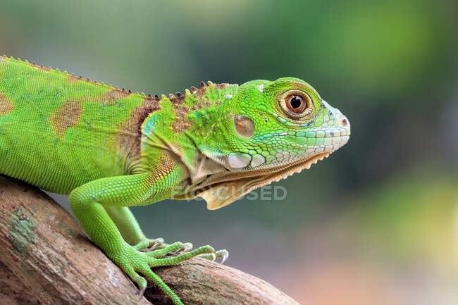 Retrato de una iguana verde en una rama, Indonesia - foto de stock