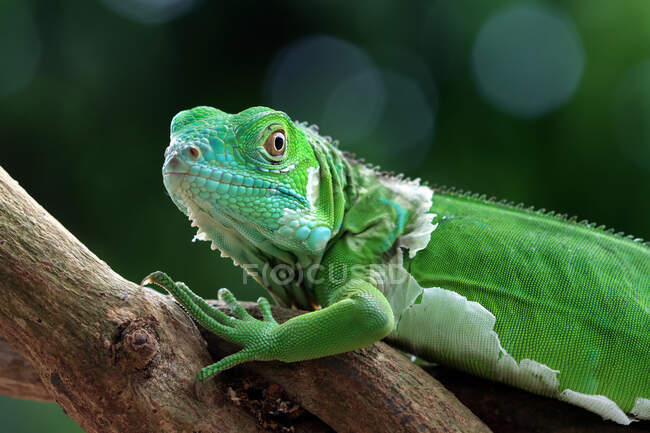 Portrait of a green iguana on a branch, Indonesia — Stock Photo