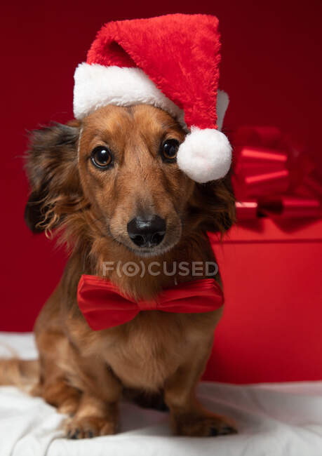 Dachshund sentado frente a un regalo de Navidad con un sombrero de Santa Claus y pajarita - foto de stock