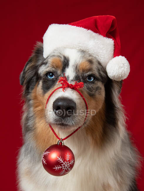 Portrait of an Australian Shepherd dog wearing a Santa hat and Christmas bauble — Stock Photo