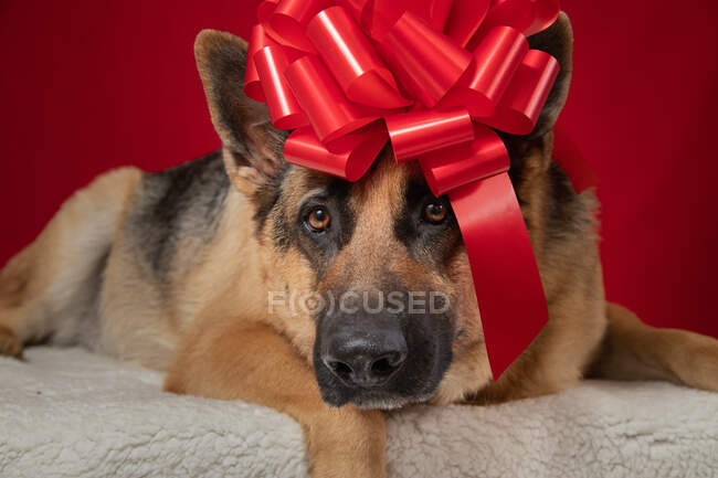 Portrait of a German Shepherd dog wrapped in a red bow on a rug — Stock Photo