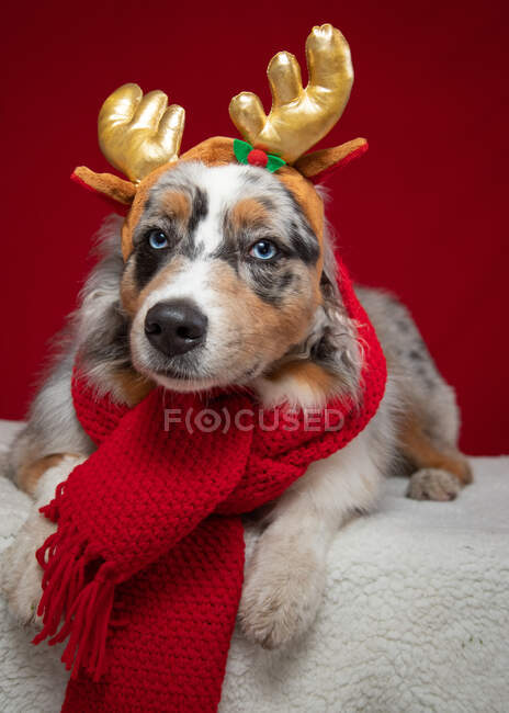 Portrait of an Australian Shepherd dog wearing a scarf and antlers — Stock Photo