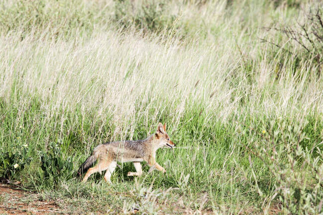 Jovem chacal de apoio preto correndo para a grama longa, Pilansberg National Park, África do Sul — Fotografia de Stock