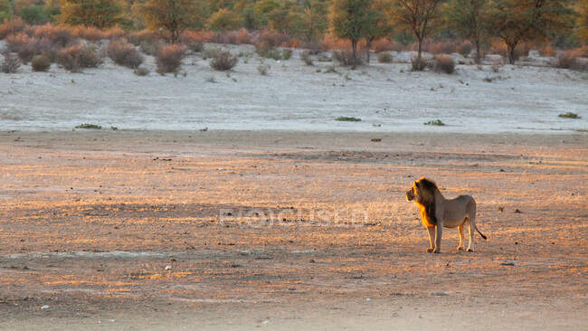 Leone di Kalahari dalla criniera nera, deserto delle Kgalagadi, Parco transfrontaliero delle Kgalagadi, Sudafrica — Foto stock