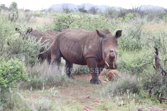 Два роговых носорога в заповеднике Пилансберг в ЮАР — стоковое фото