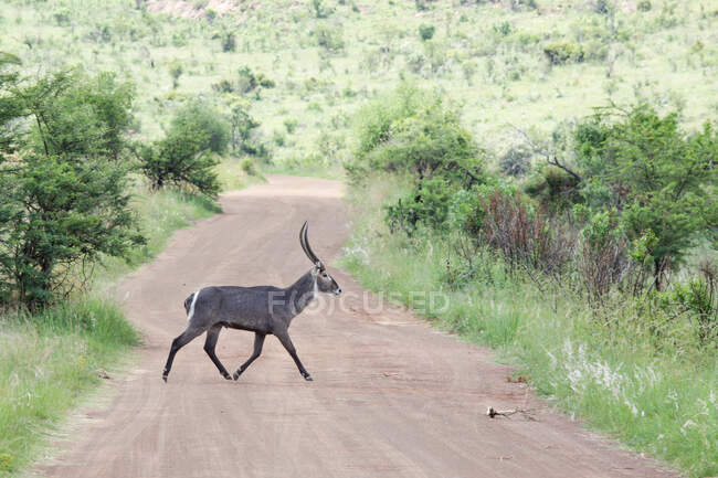 Male waterbuck crossing the road, Pilansberg Nature Reserve, South Africa — Stock Photo