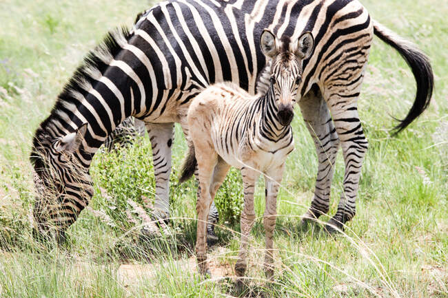 Potro de zebra ao lado de uma égua, Reserva Natural de Pilansberg, África do Sul — Fotografia de Stock