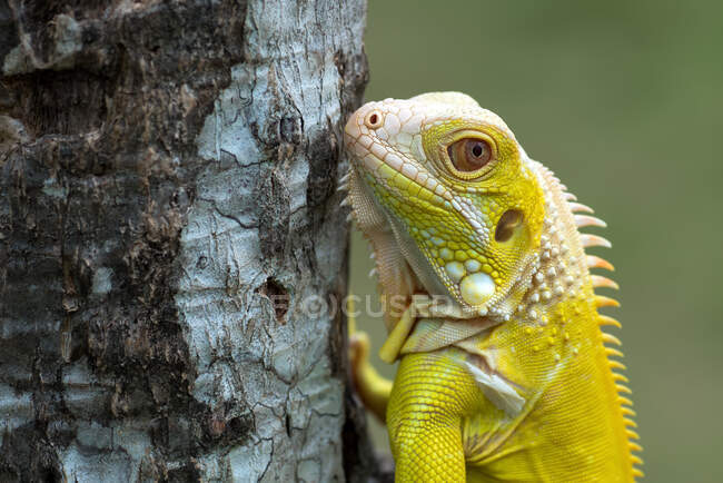 Close-up de uma iguana albino amarelo em uma árvore, Indonésia — Fotografia de Stock