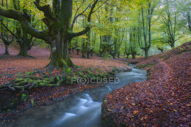 River through Hayedo de Otzarta, Basque Country, Spain — стокове фото
