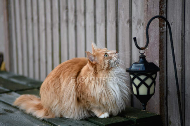 Портрет імбирного кота Мена, який сидить у садку і дивиться вгору. — стокове фото