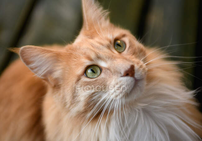 Retrato de um gengibre Maine casulo gato olhando para cima — Fotografia de Stock