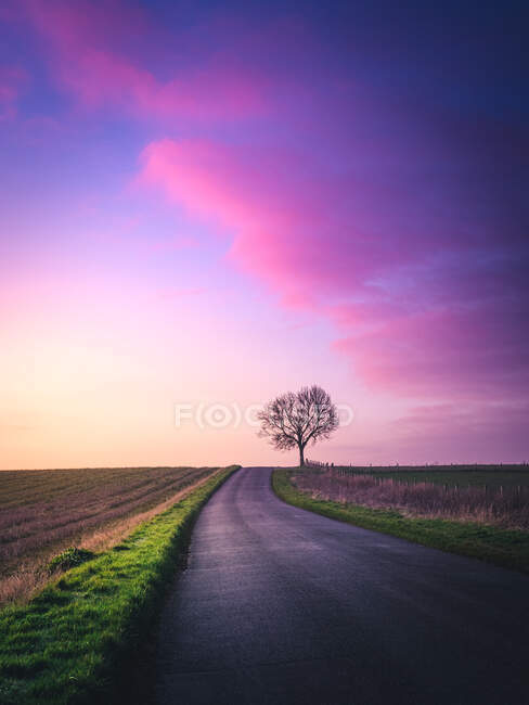 Самотнє дерево на дорозі через сільський краєвид у Ворвікширі (Англія). — стокове фото