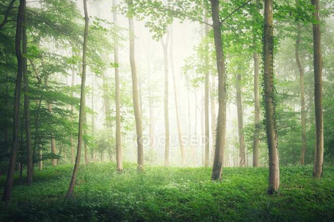 Misty forest landscape, Warwickshire, Inglaterra, Reino Unido - foto de stock