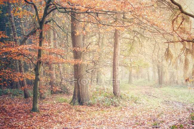 Paesaggio forestale autunnale, Warwickshire, Inghilterra, Regno Unito — Foto stock