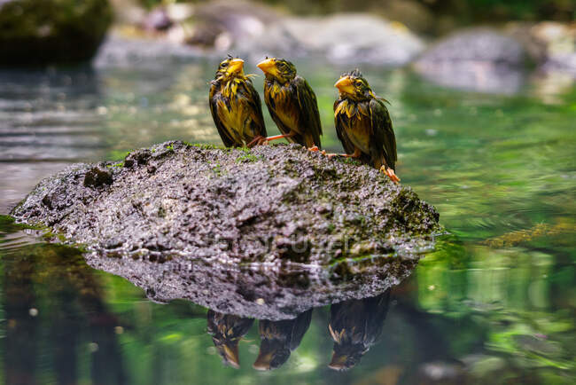 Três pássaros tecelões sentados em uma rocha no rio, West Lombok, Indonésia — Fotografia de Stock