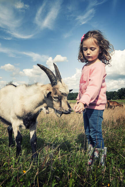 Mädchen steht auf einem Feld und füttert eine Ziege, Polen — Stockfoto