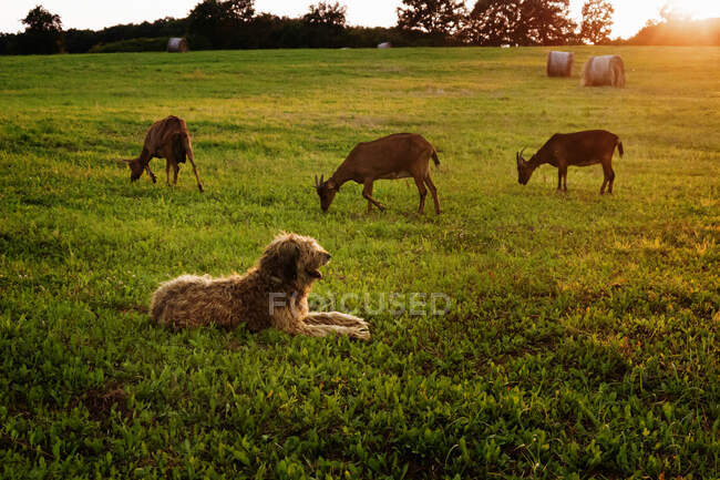 Perro tendido en un campo observando tres cabras pastando al atardecer, Polonia - foto de stock