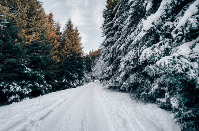 Winter road through treelined snowy landscape, Bulgaria — Stock Photo