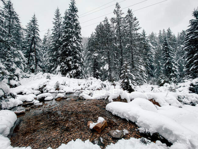 Río que fluye a través del paisaje de invierno arbolado, Rila, Bulgaria - foto de stock