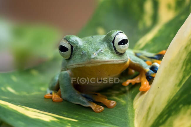 Flying tree frog on a leaf, Indonesia - foto de stock
