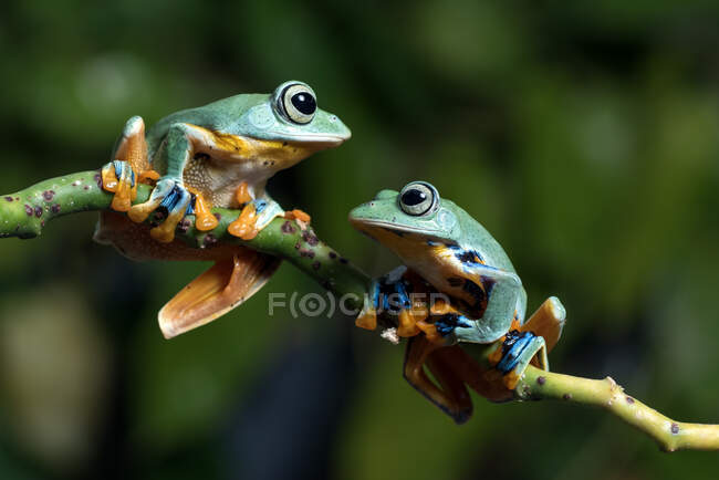 Two flying frogs on a branch, Indonesia — Stock Photo