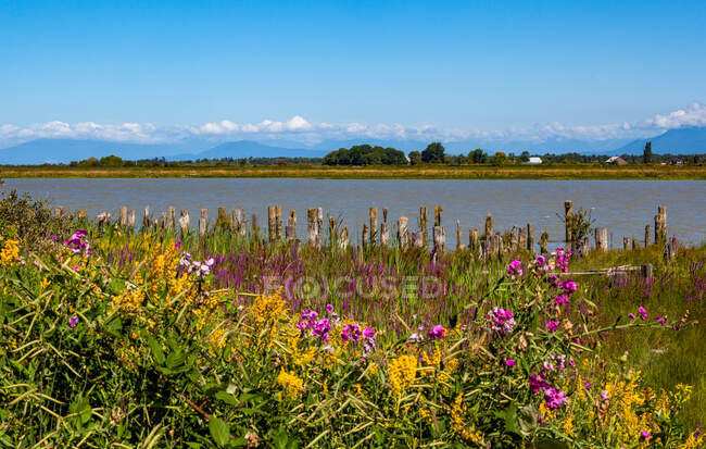 Flores silvestres crescendo ao longo do rio Fraser, Ladner, Delta, Colúmbia Britânica, Canadá — Fotografia de Stock