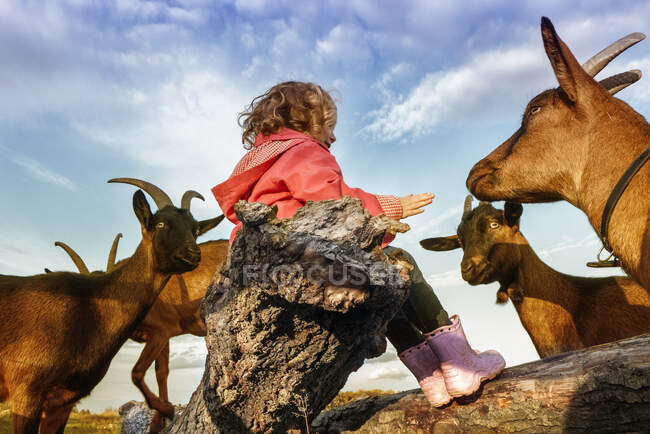 Ragazza seduta su un tronco d'albero circondata da capre, Polonia — Foto stock