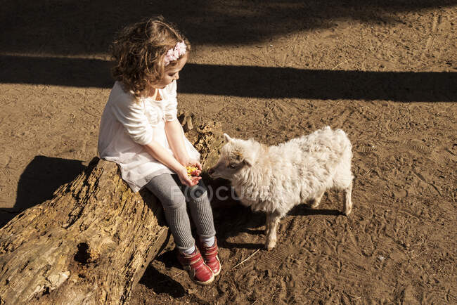 Chica sentada en un tronco de árbol alimentando a un cordero, Italia - foto de stock