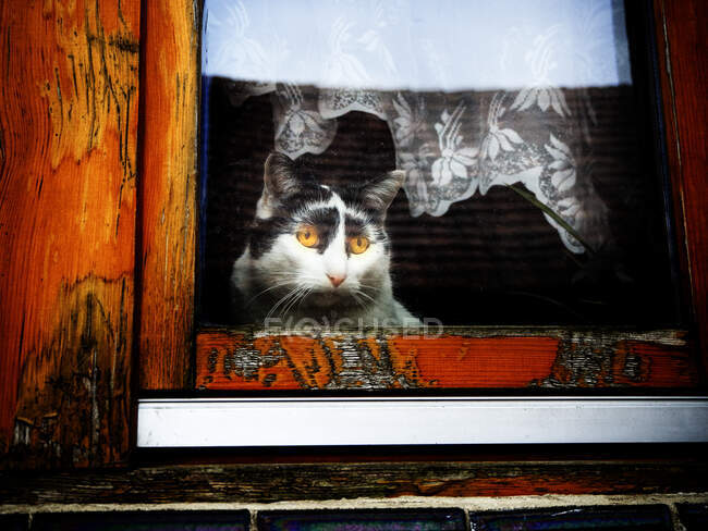 Gato sentado en un alféizar de ventana mirando a través de una ventana, Polonia - foto de stock